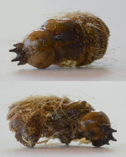 Anthrax sp.